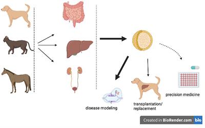 Companion animal organoid technology to advance veterinary regenerative medicine